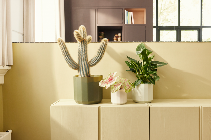 facet rond 26cm bos groen